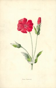 Rose Campion av Frederick Edward Hulme