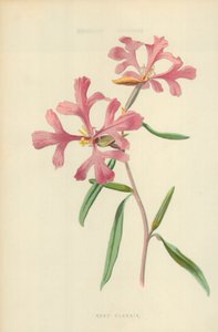 Rosy Clarkiaswed av Frederick Edward Hulme