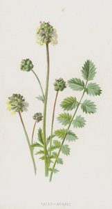 Sallad-bränna (chromolitho) av Frederick Edward Hulme