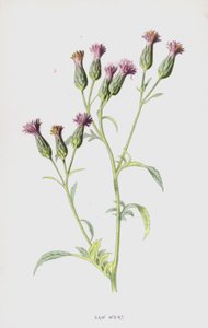 Sågsört (chromolitho) av Frederick Edward Hulme