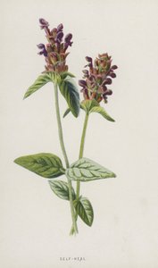 Självläkning (chromolitho) av Frederick Edward Hulme