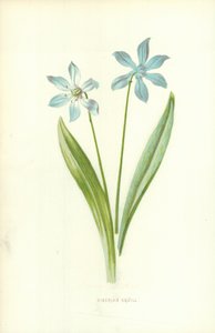 Siberian Squill av Frederick Edward Hulme