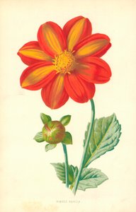 Singel Dahlia av Frederick Edward Hulme
