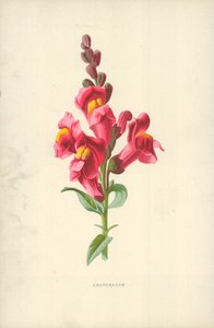Snapdragonswed av Frederick Edward Hulme