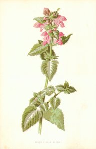 Fläckig död nässla av Frederick Edward Hulme