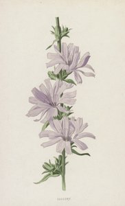 Sackor (chromolitho) av Frederick Edward Hulme