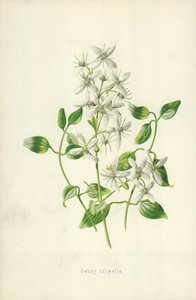 Söt klematis av Frederick Edward Hulme