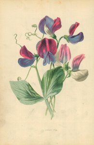 Sötärta av Frederick Edward Hulme