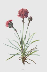 Sparsamhet (chromolitho) av Frederick Edward Hulme