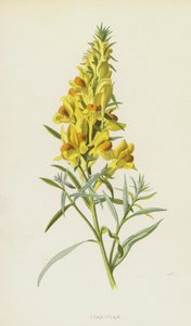 Padda-lin (chromolitho) av Frederick Edward Hulme