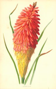 Fakkel Lilyswed av Frederick Edward Hulme