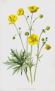 Upright Meadow Crowfoot (chromolitho) av Frederick Edward Hulme