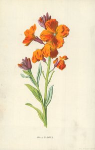 Wall Flowerswed