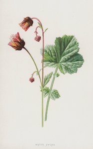 Water Avens (chromolitho) av Frederick Edward Hulme