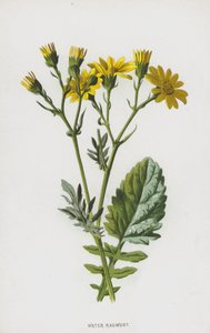 Vatten raggwort (chromolitho) av Frederick Edward Hulme