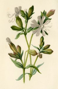White Campion, 1877. av Frederick Edward Hulme