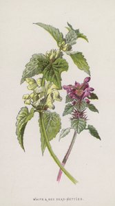 Vita och röda döda nässlor (chromolitho) av Frederick Edward Hulme