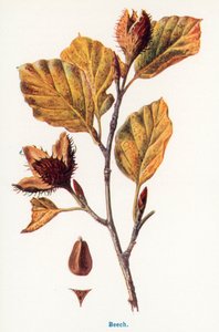 Vilda frukter från landsbygden: Bok (färglitografi) av Frederick Edward Hulme