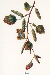 Vilda frukter från landsbygden: Björk (färglitografi) av Frederick Edward Hulme