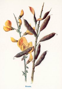 Vilda frukter från landsbygden: Kvast (färglitografi) av Frederick Edward Hulme