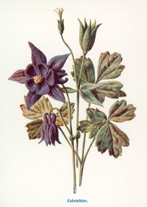  av Frederick Edward Hulme