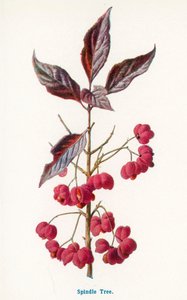  av Frederick Edward Hulme