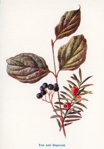 Vilda frukter från landsbygden: Yew and Dogwood (färglitografi) av Frederick Edward Hulme