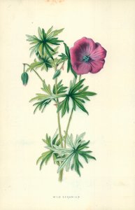 Vild pelargon