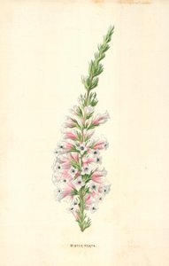 Vinterhed av Frederick Edward Hulme