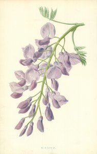 Wistariaswed av Frederick Edward Hulme