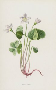 Wood-Sorrel (chromolitho) av Frederick Edward Hulme