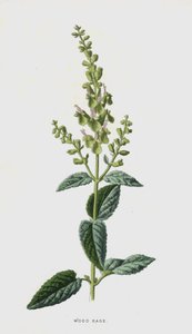Träsalvia (chromolitho) av Frederick Edward Hulme