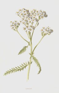 Yarrow (chromolitho) av Frederick Edward Hulme