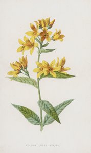 Yellow Loose-Strife (chromolitho) av Frederick Edward Hulme