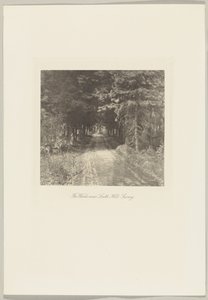 Granskog nära Leith Hill, Surrey av Frederick H. Evans