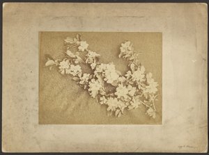 Äppelblomma av Frederick H. Hollyer