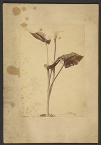 [Calla Lily]. av Frederick H. Hollyer