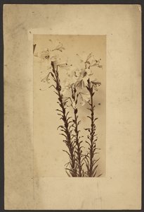 [Daglilja] av Frederick H. Hollyer