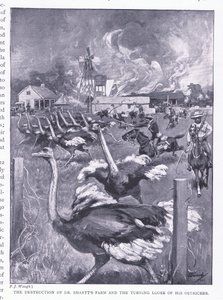 Förstörelsen av Dr Smarts farm och strutsarnas lösgörande, från After Pretoria: The Guerilla War publicerad av Harmsworth Bros Limited, 1901 av Frederick Judd Waugh