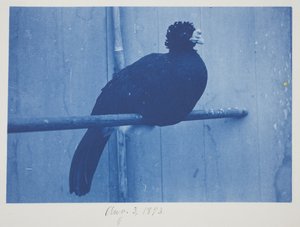 Great Curassow, 3 augusti