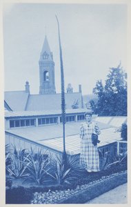 Utan titel, sent 1800-tidigt 1900-tal (cyanotyp på krämvävt papper)