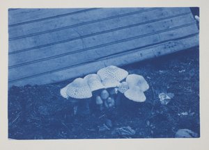 Utan titel, sent 1800-tidigt 1900-tal (cyanotyp på krämvävt papper)