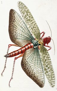 Egyptisk gräshoppa, 1790 av Frederick Polydor Nodder