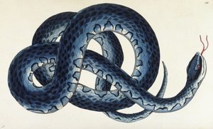 Södra vattenorm av Frederick Polydor Nodder