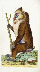 Brokig babian eller mandrill Mandrillus sfinx av Frederick Polydor Nodder