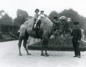En Bactrian Camel-tur med målvakten Harry Warwick på London Zoo, juni 1924 av Frederick William Bond