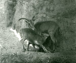 Ett Barbary-får AoudadWaddanAruiArruis matar sitt lamm på Mappin Terraces, London Zoo, augusti 1927 av Frederick William Bond
