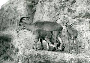 Ett Barbary får/Aoudad/Waddan/Arui/Arruis står med sina två ungar på Mappin Terraces, London Zoo, augusti 1927 (s/v foto) av Frederick William Bond