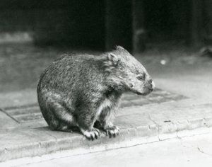 En barnosig/vanlig/grovhårig wombat som sitter på marken på London Zoo 1929 (s/v foto) av Frederick William Bond