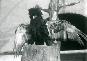 En Bateleur Eagle står på en stubbe och sprider sina vingar, London Zoo, 1925 av Frederick William Bond